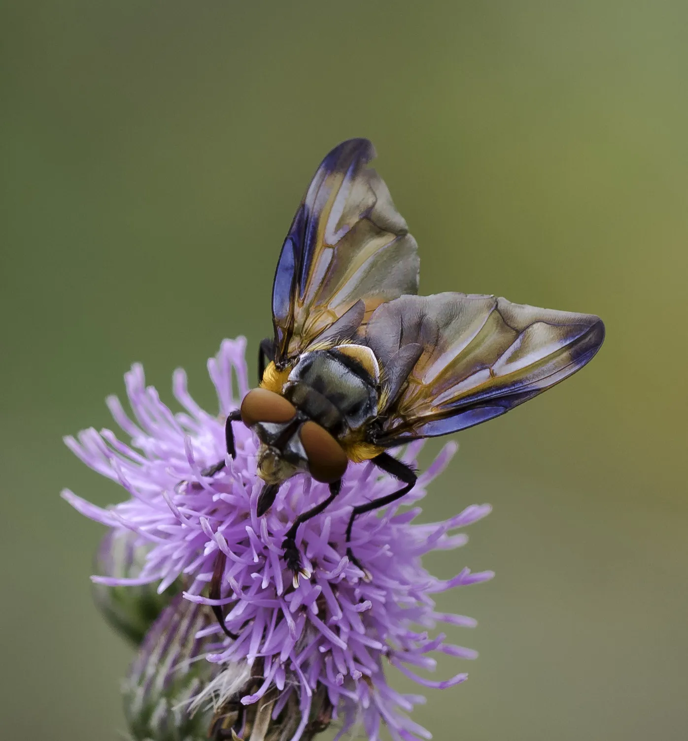 Flies 3
