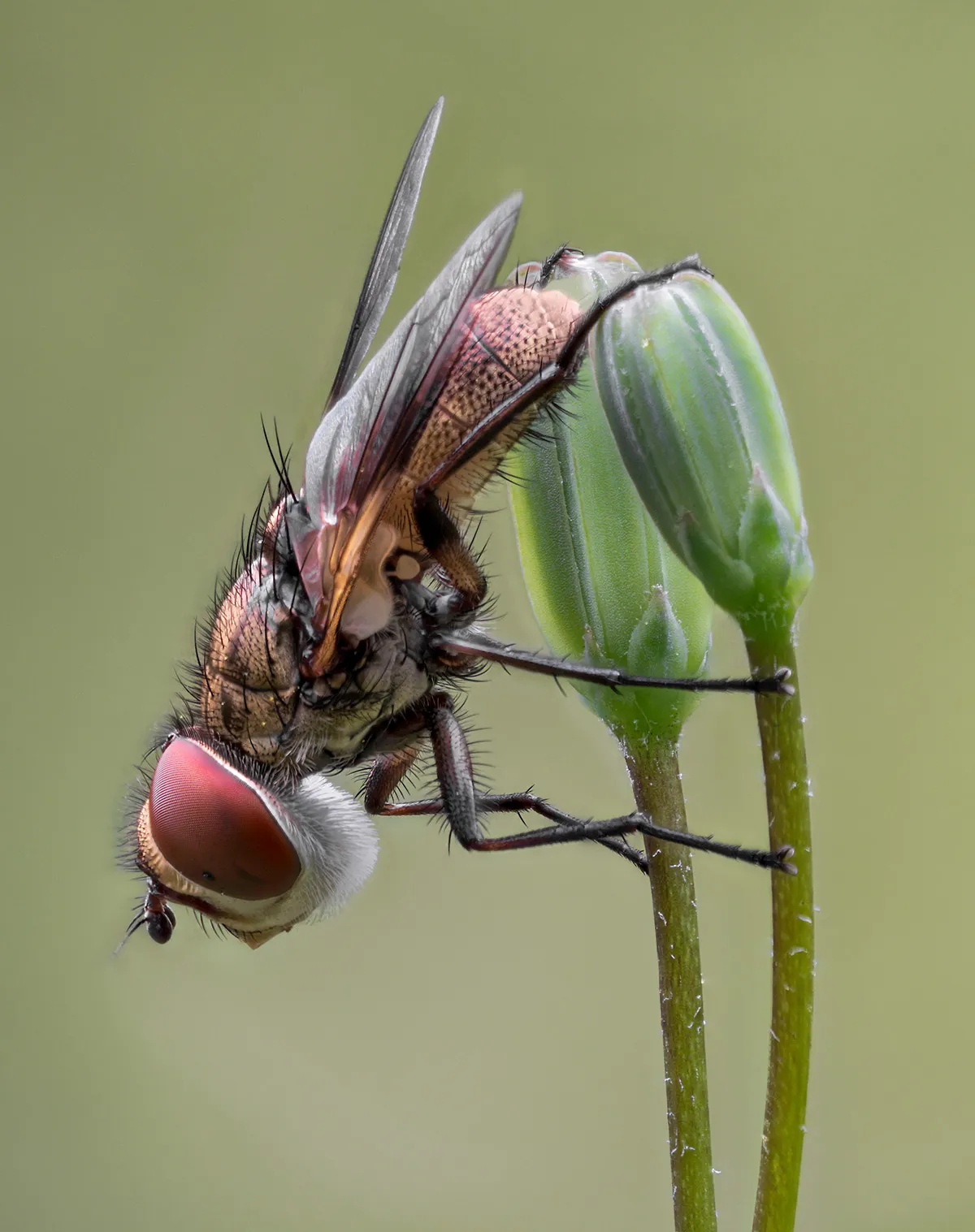 Flies 30