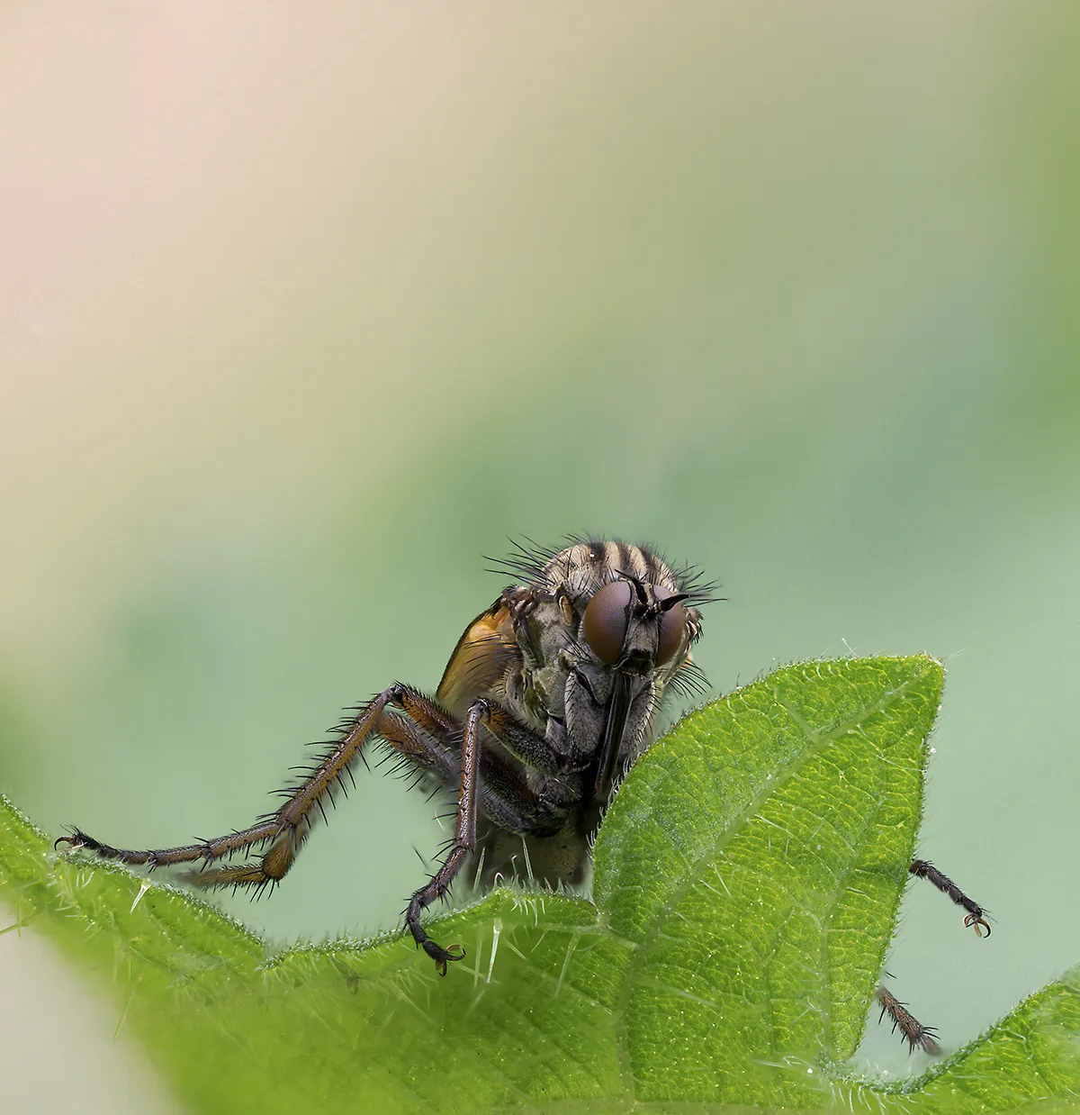 Flies 32