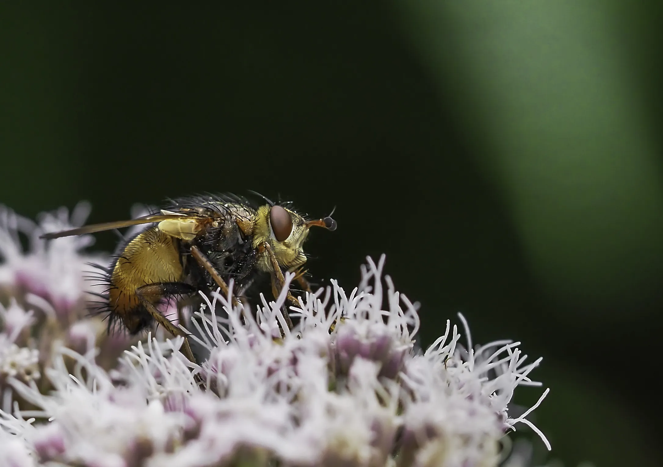 Flies 35
