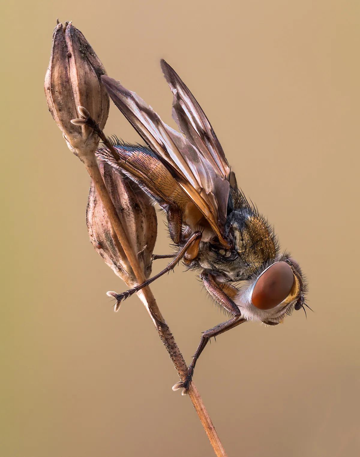 Flies 37