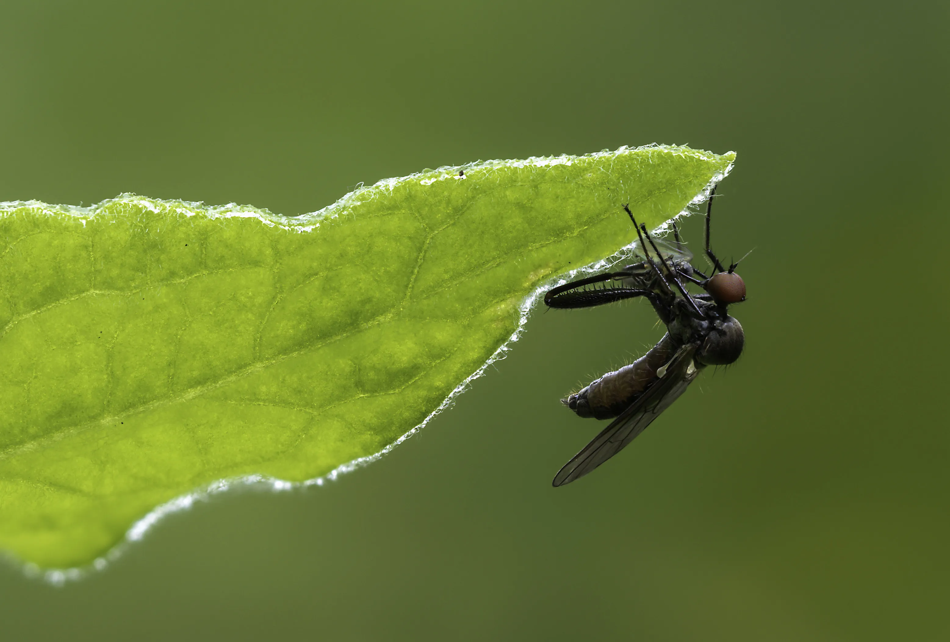 Flies 39