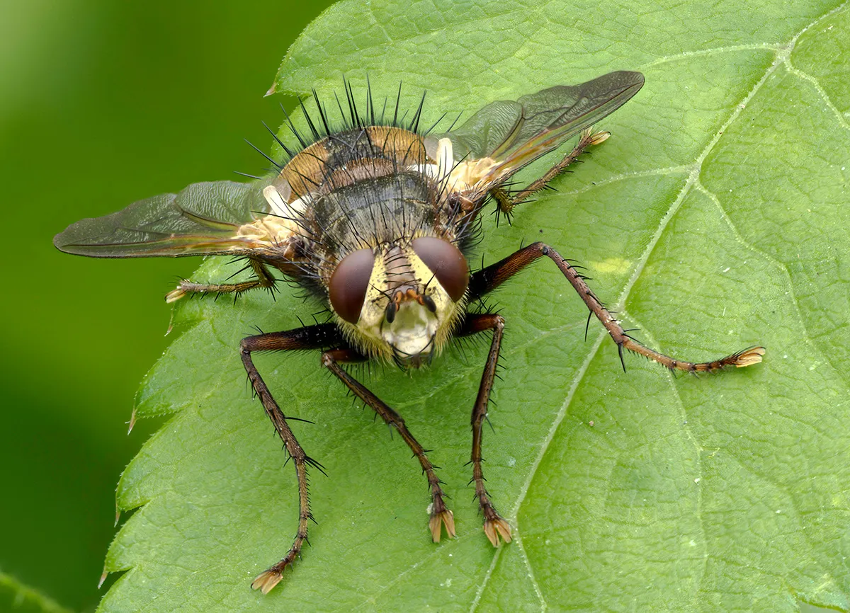 Flies 40