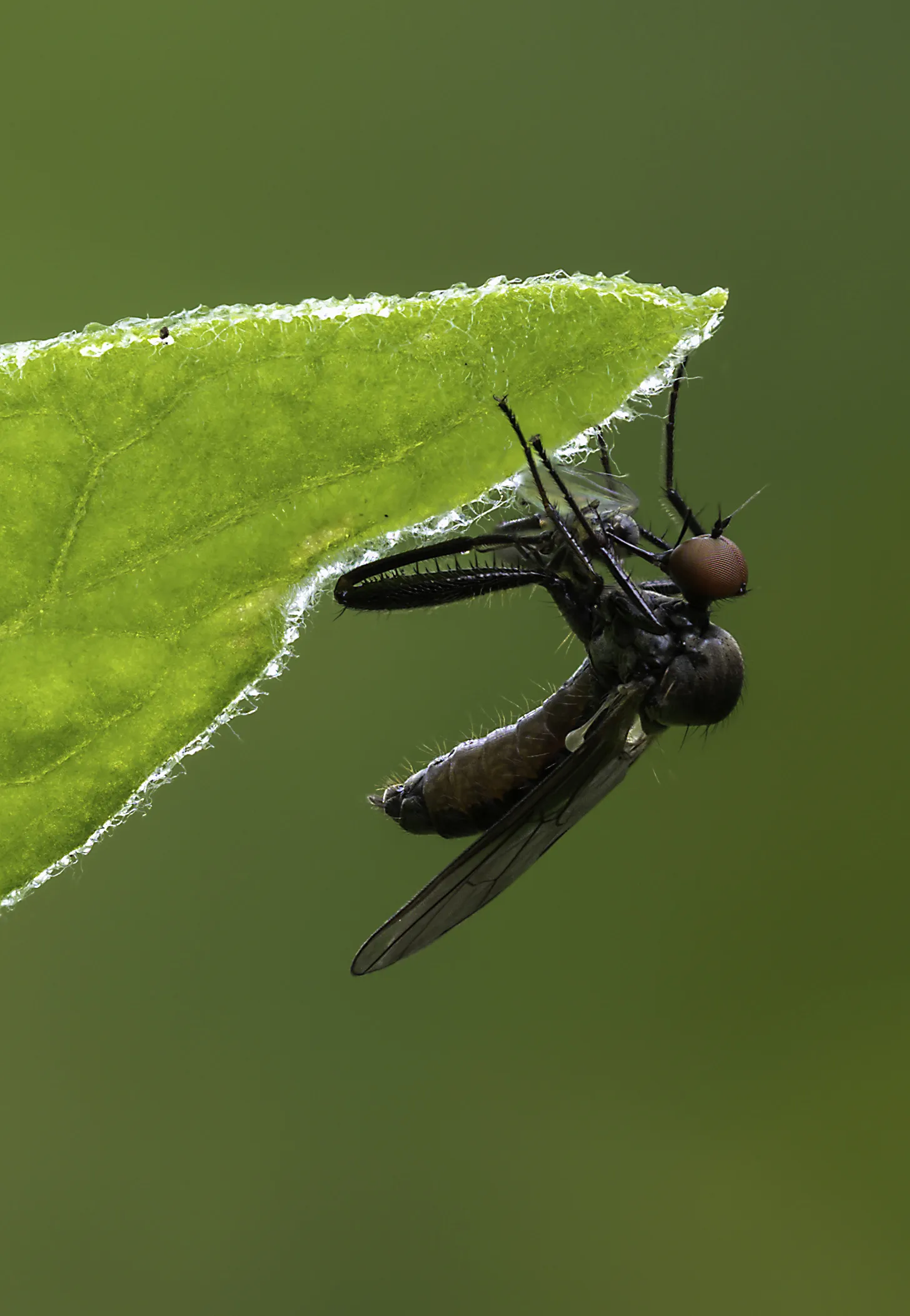 Flies 41