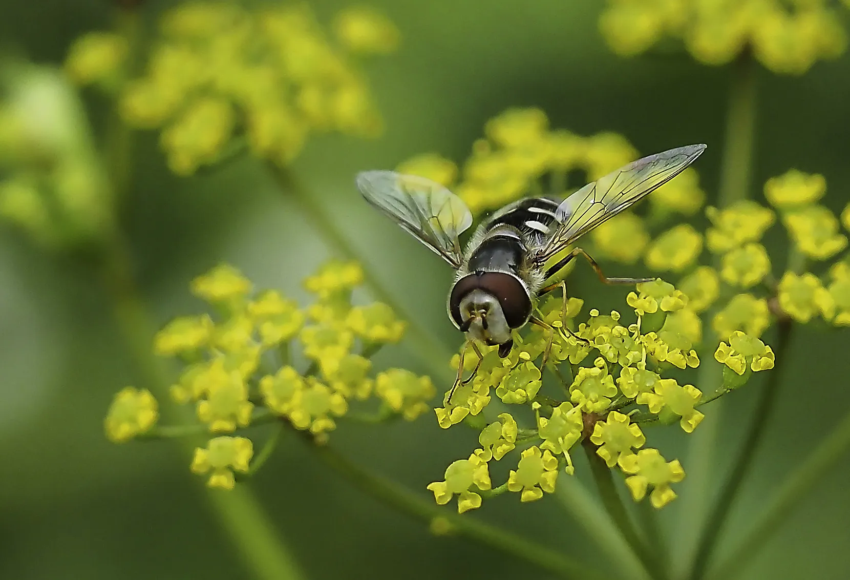 Flies 43