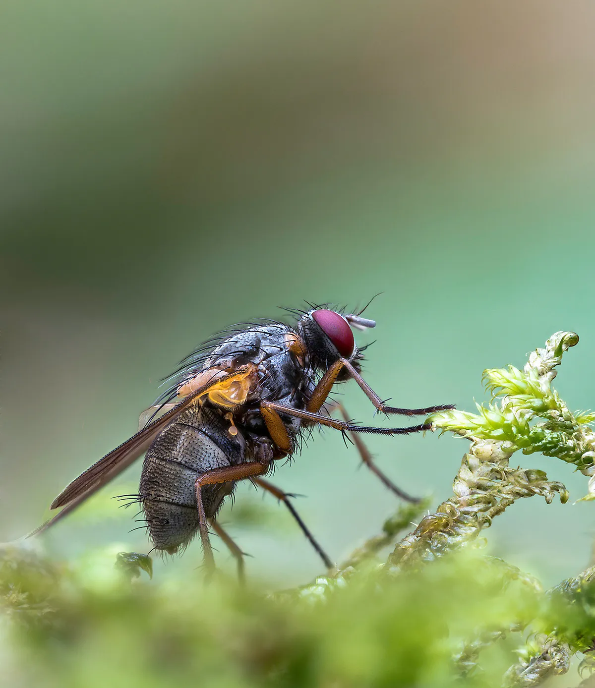 Flies 45