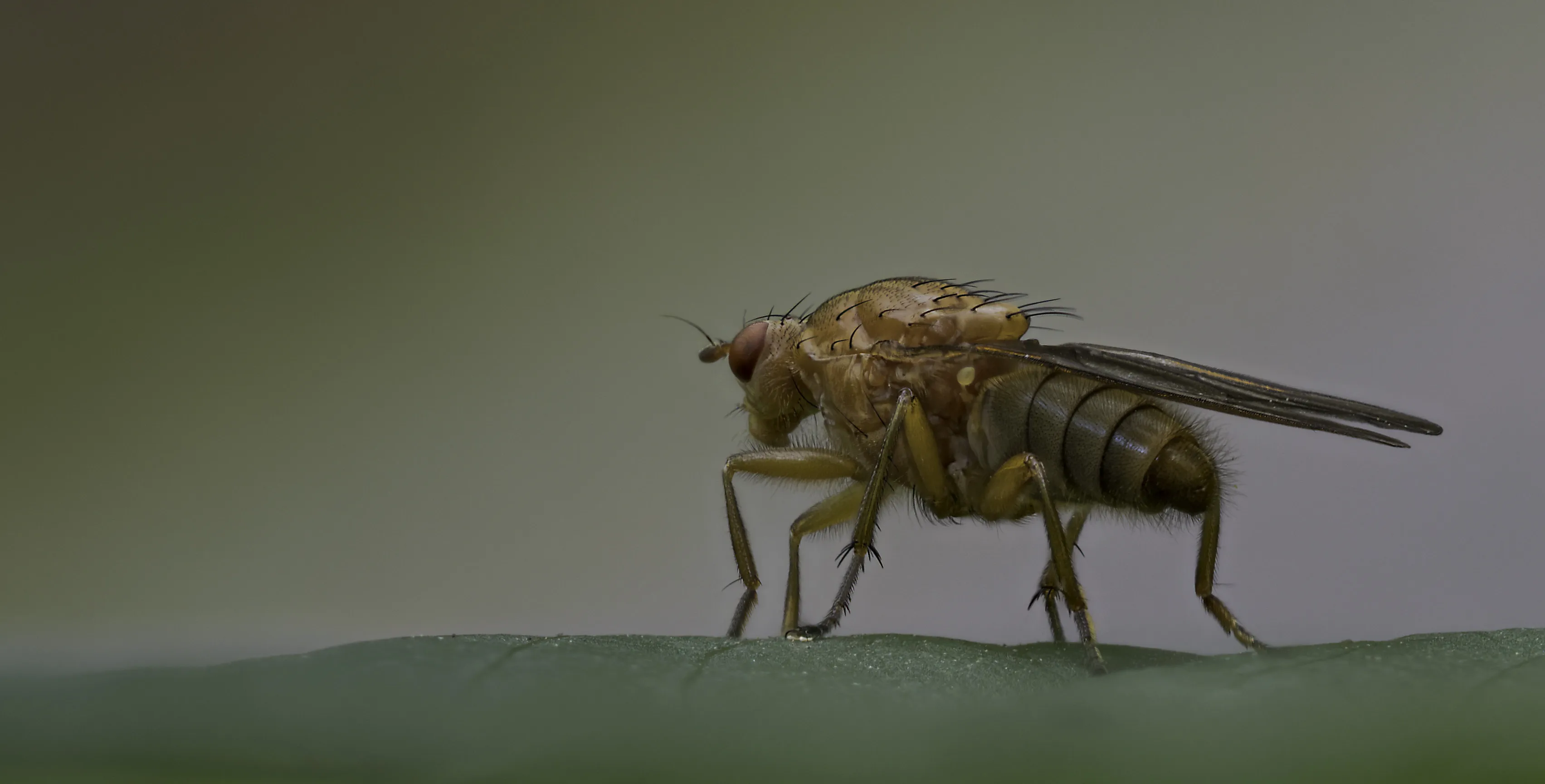 Flies 46