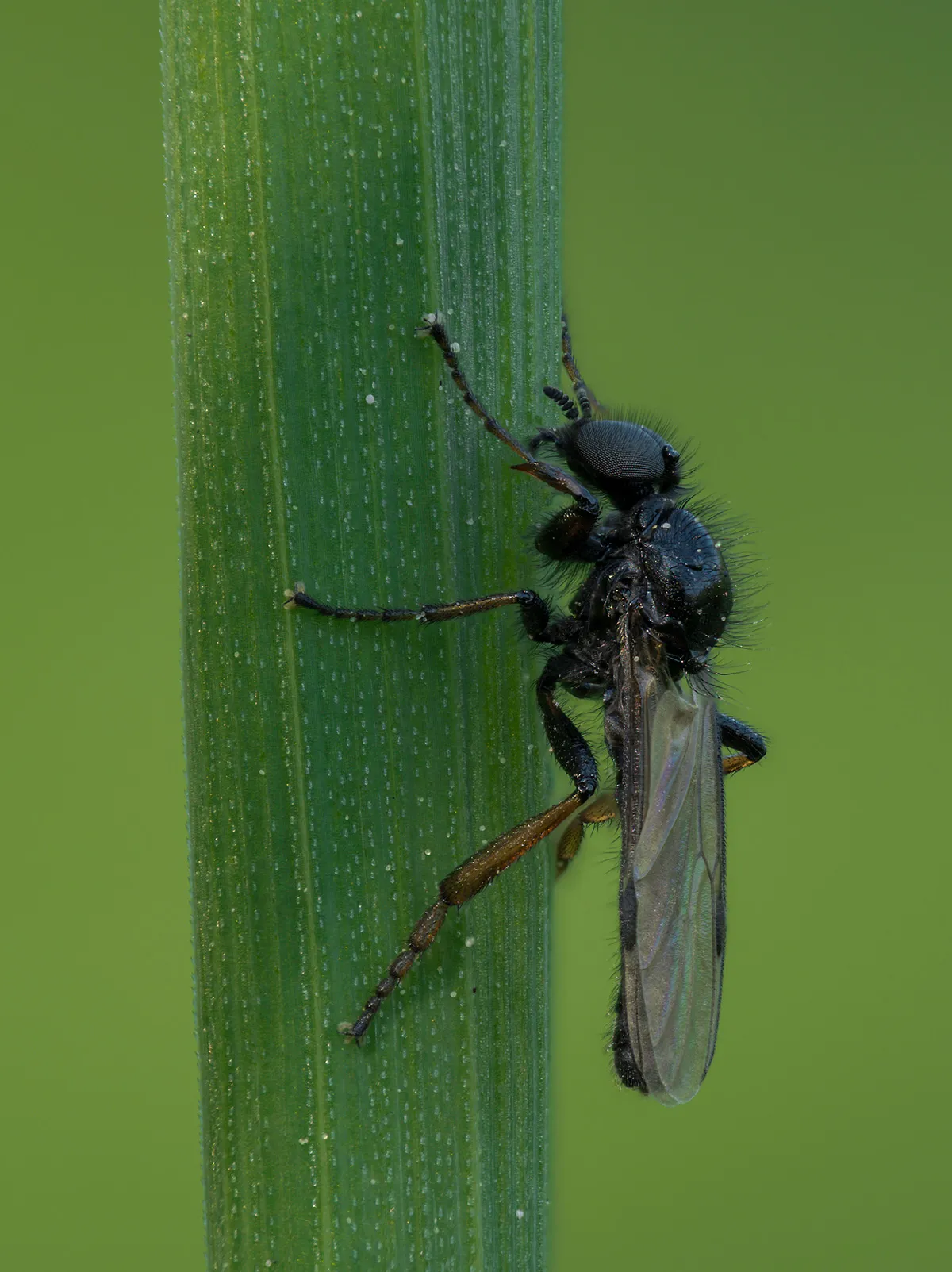 Flies 50