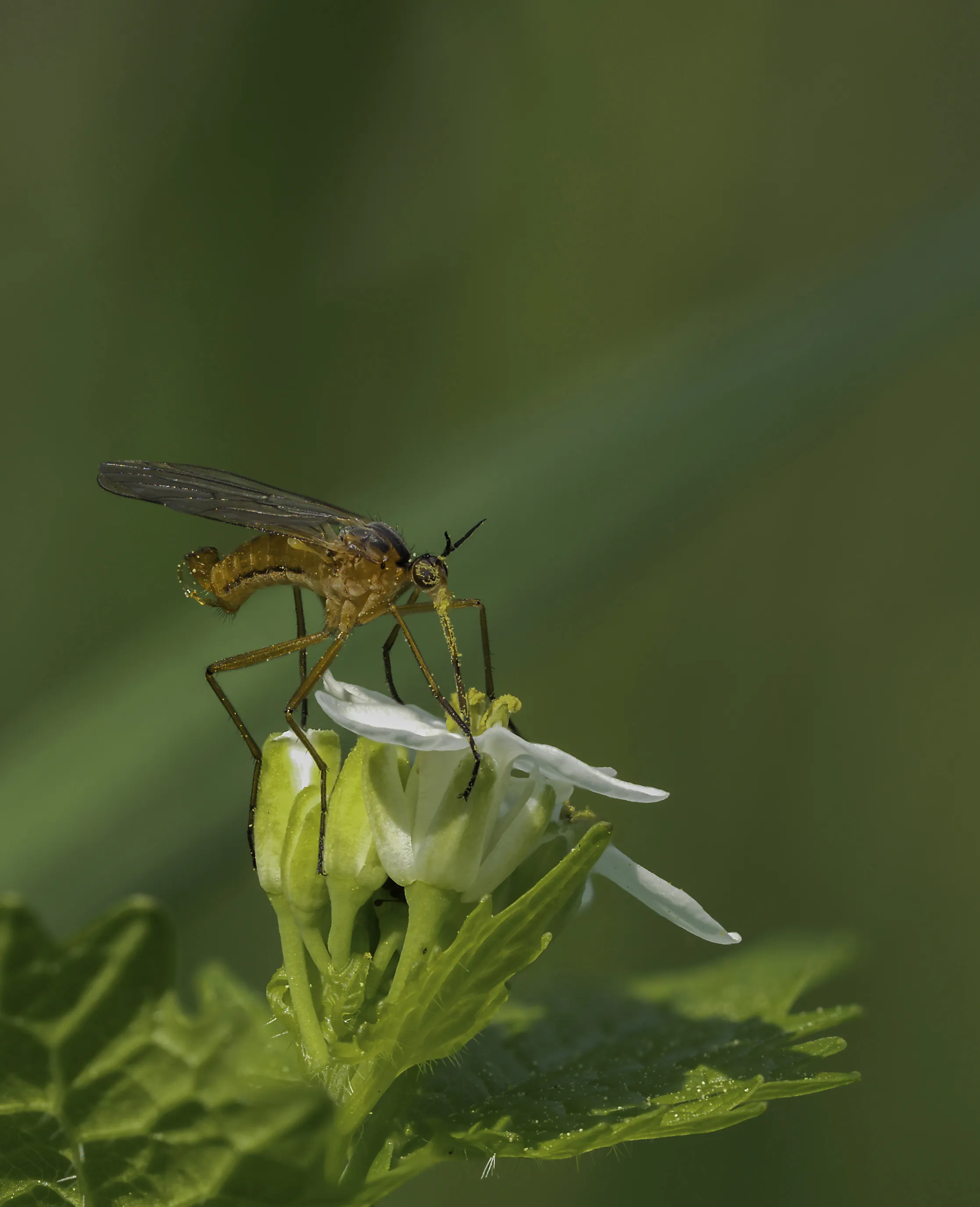 Flies 53