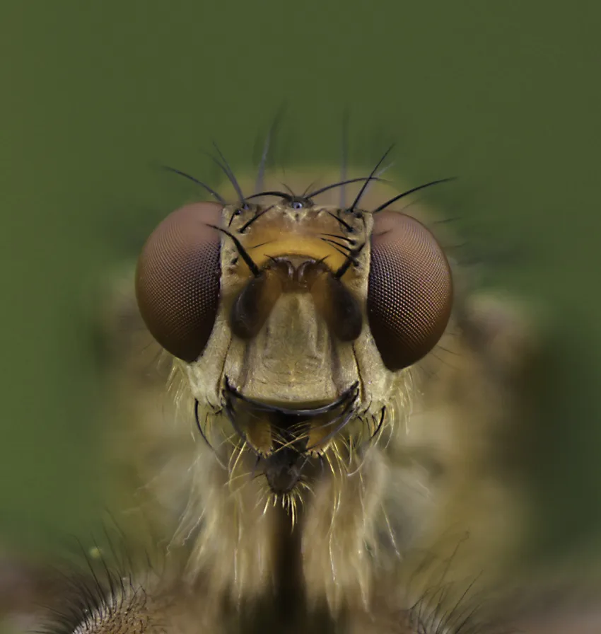 Flies 55
