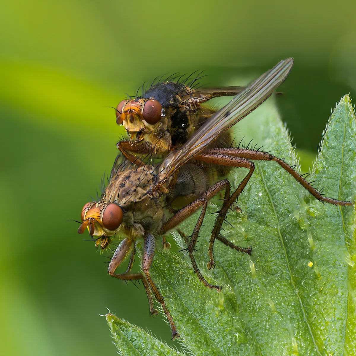 Flies 58