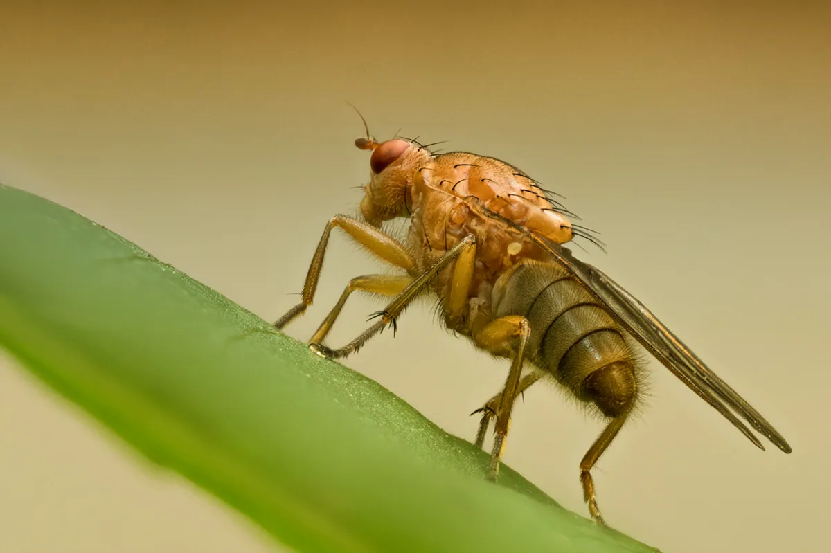 Flies 59