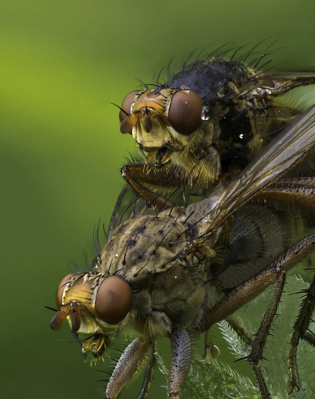 Flies 6