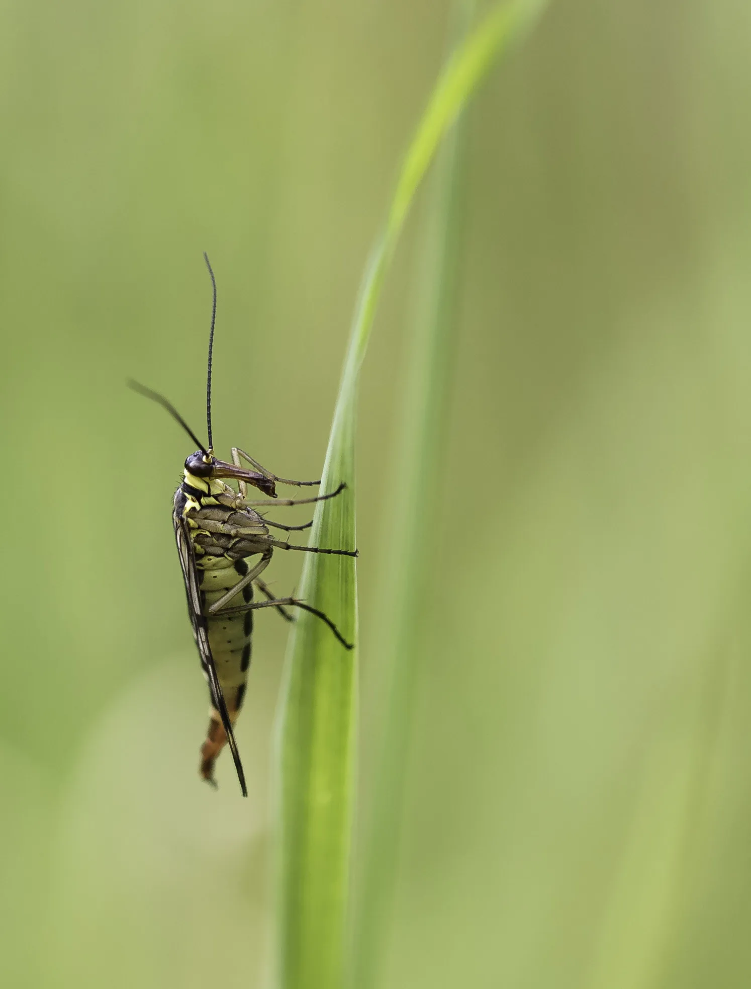 Flies 7