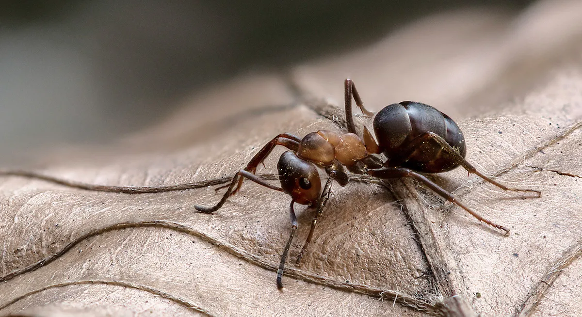 Other Insects Or Creatures 11