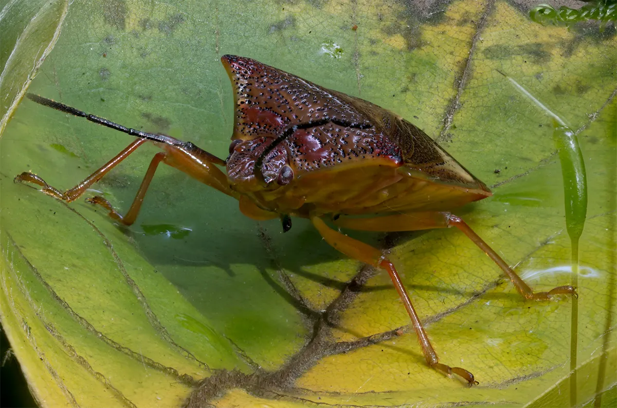 Other Insects Or Creatures 12