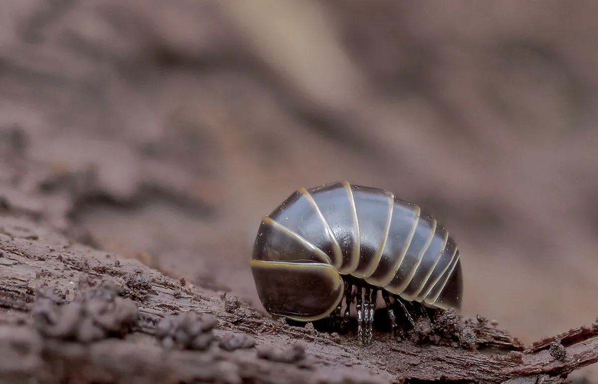 Other Insects Or Creatures 13