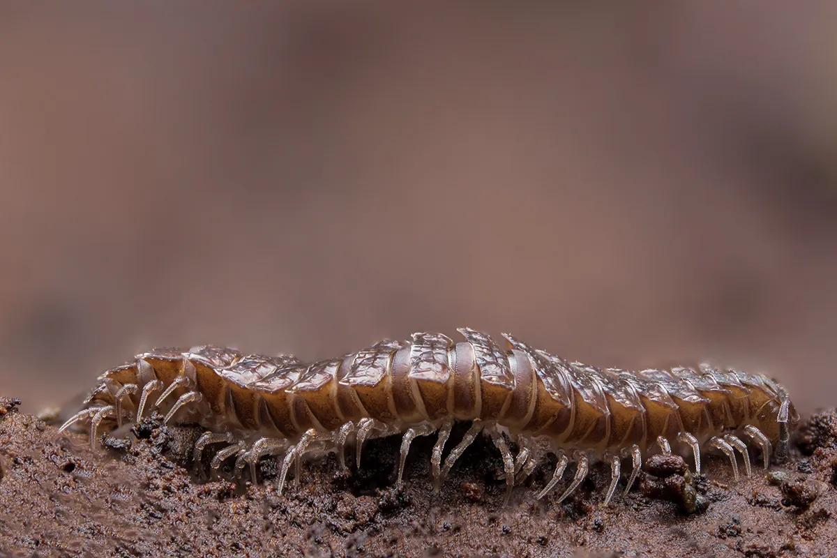 Other Insects Or Creatures 15