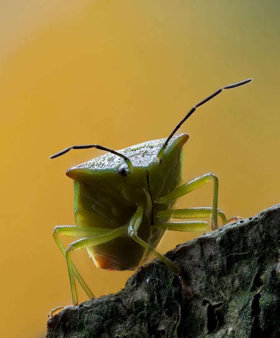 Other Insects Or Creatures 18