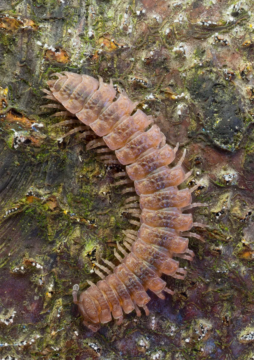 Other Insects Or Creatures 20