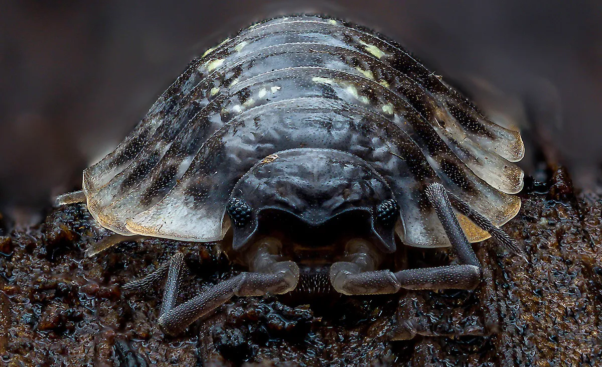 Other Insects Or Creatures 21