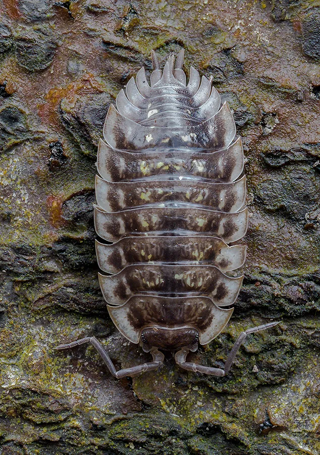 Other Insects Or Creatures 23