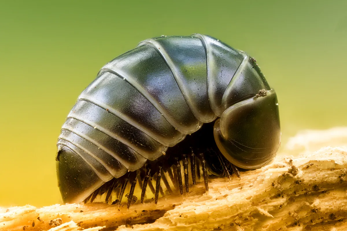 Other Insects Or Creatures 1 2