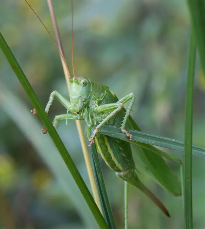 Other Insects Or Creatures 26