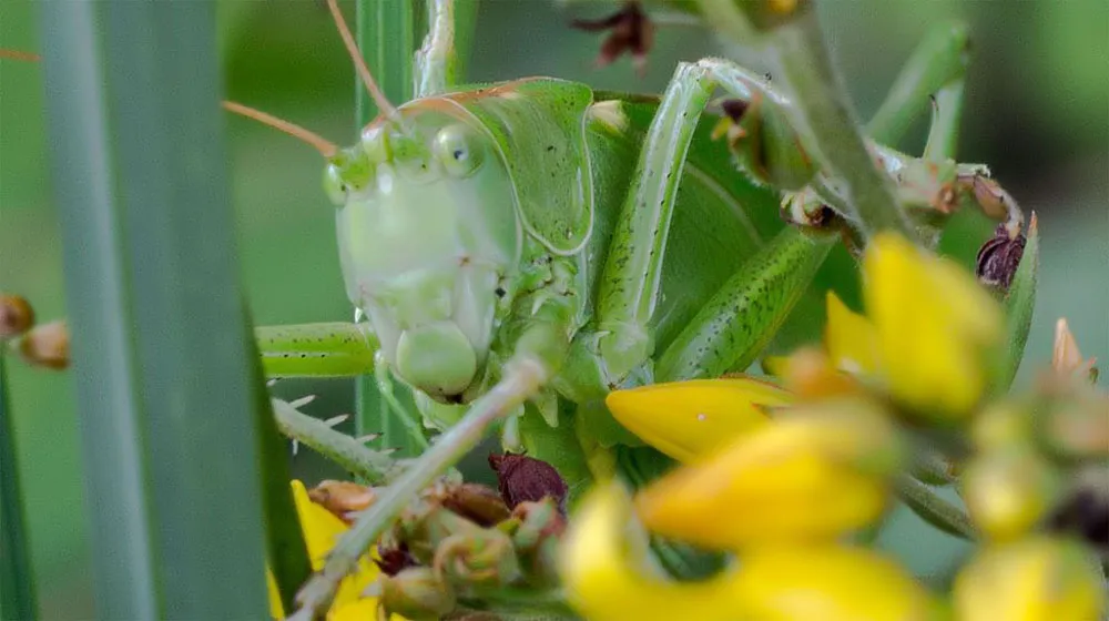 Other Insects Or Creatures 27