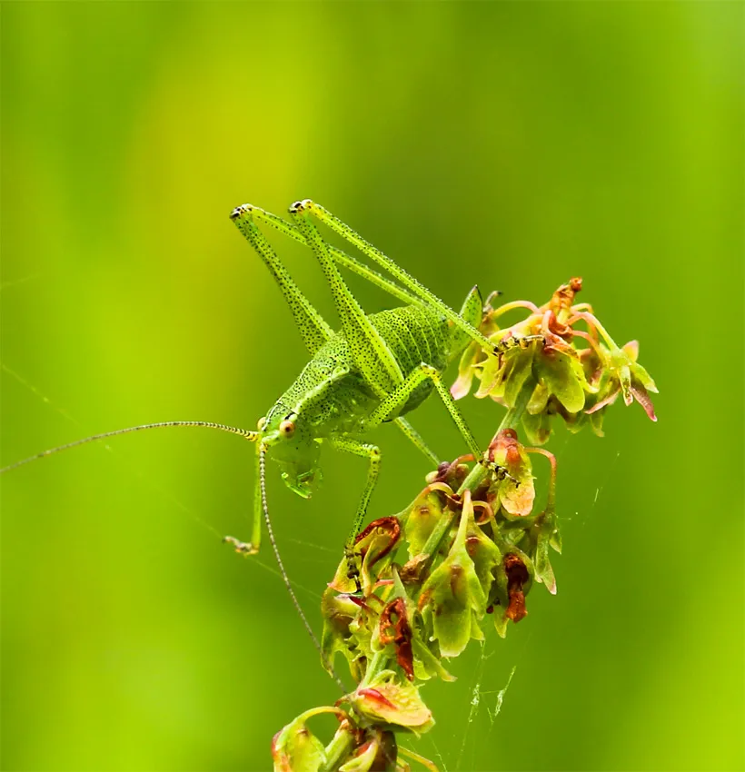 Other Insects Or Creatures 28