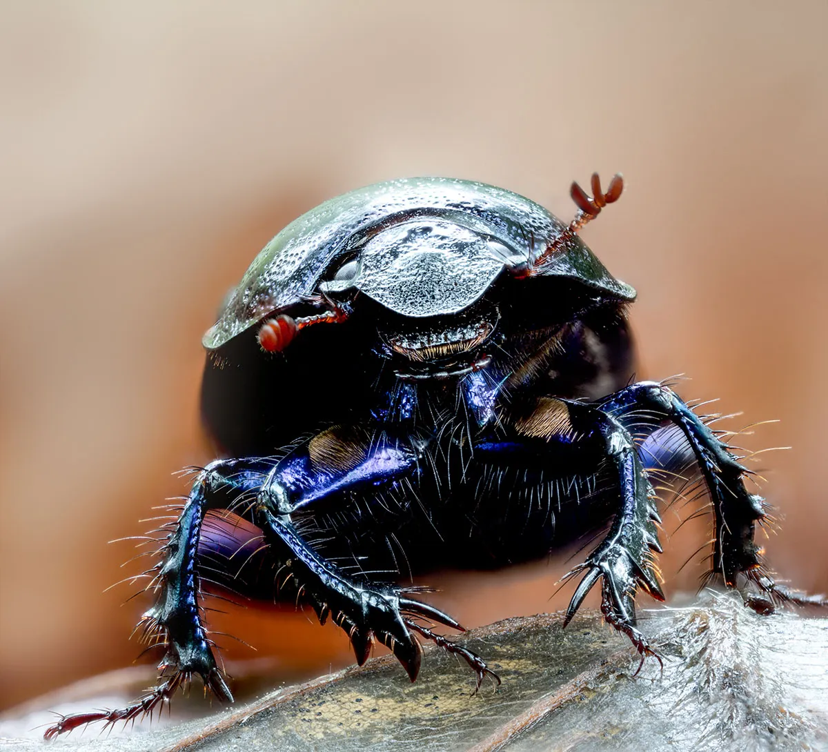 Other Insects Or Creatures 29