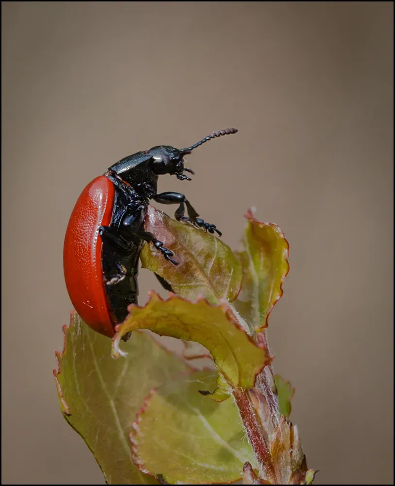 Other Insects Or Creatures 30