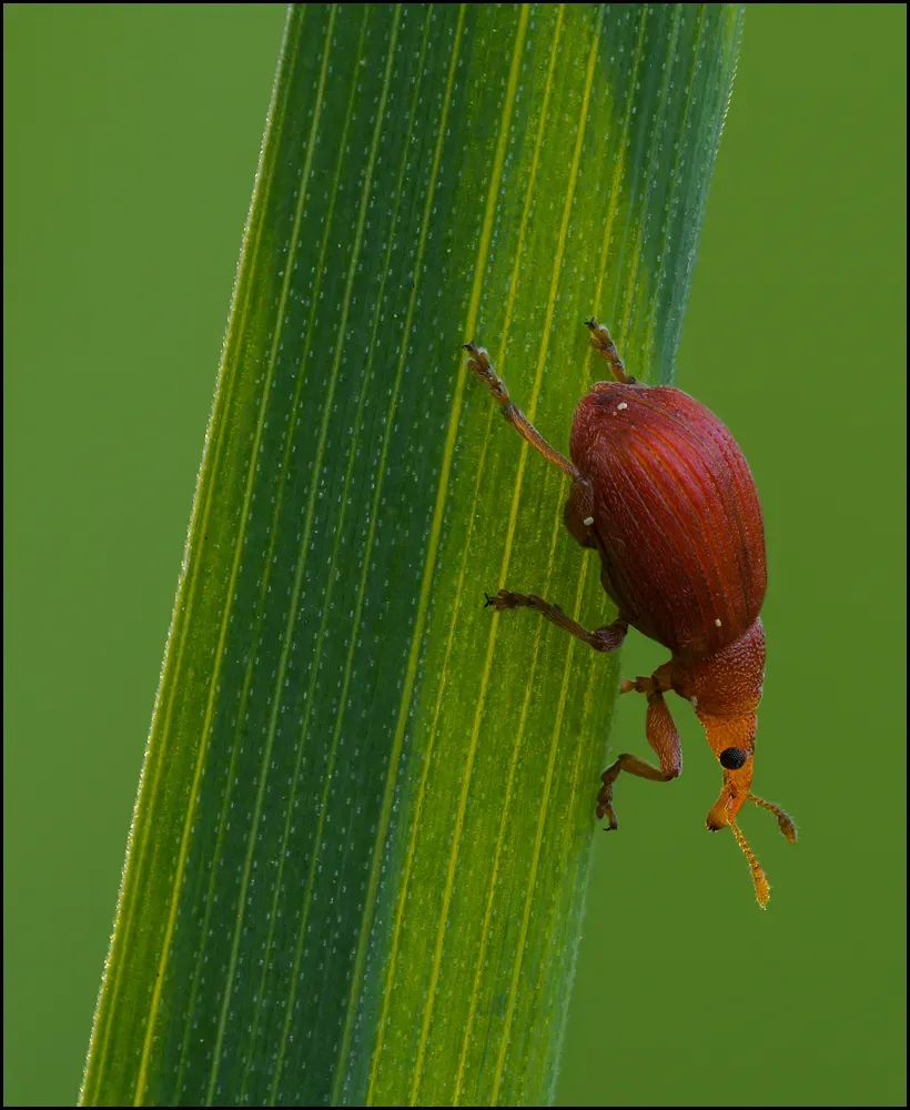 Other Insects Or Creatures 32