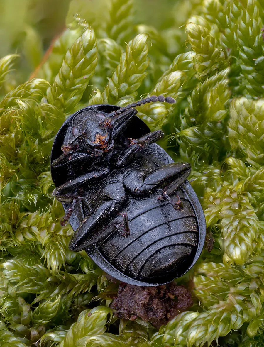 Other Insects Or Creatures 33