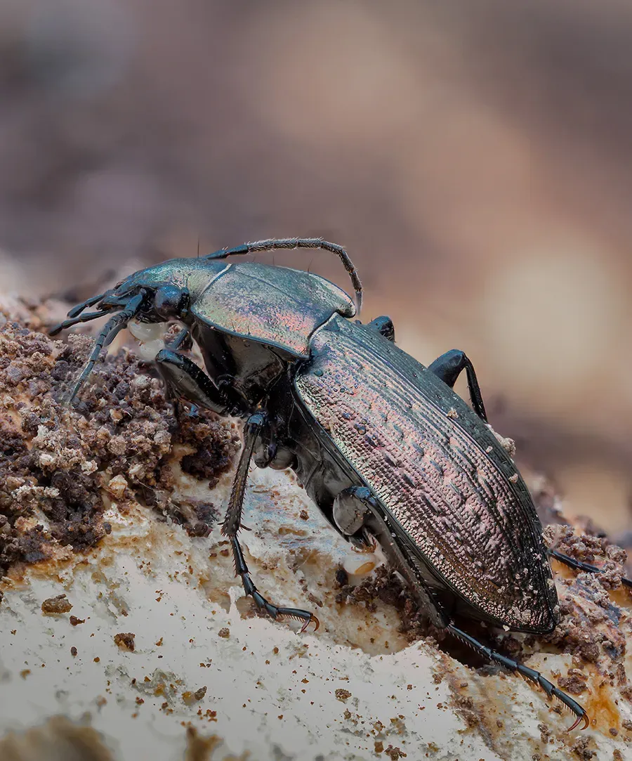 Other Insects Or Creatures 34