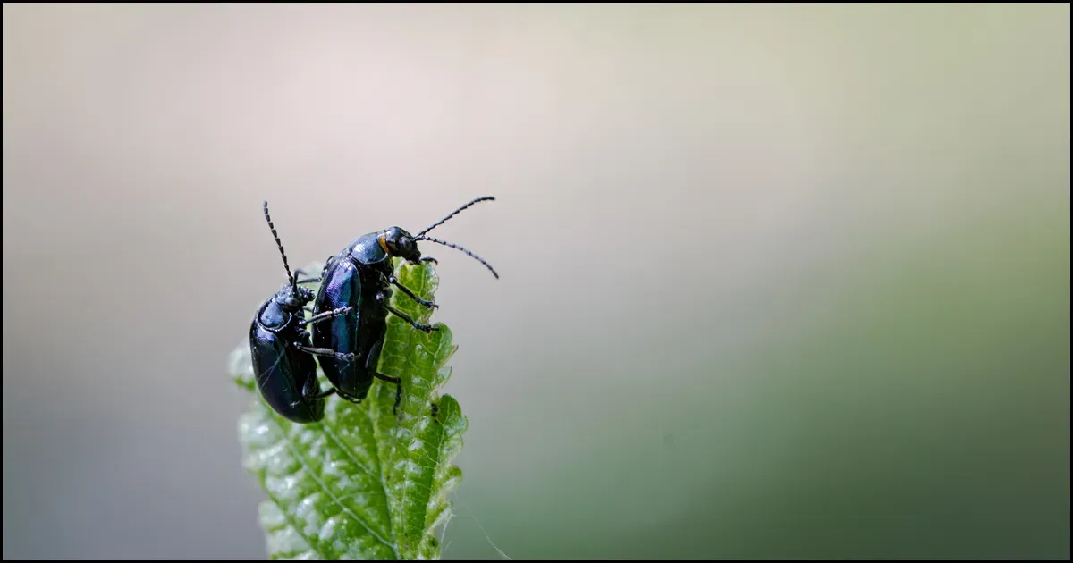 Other Insects Or Creatures 36
