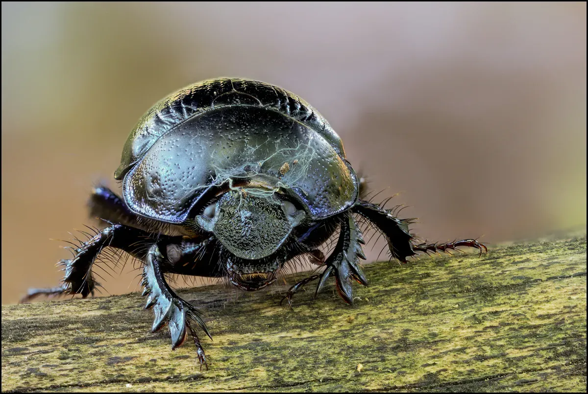 Other Insects Or Creatures 37