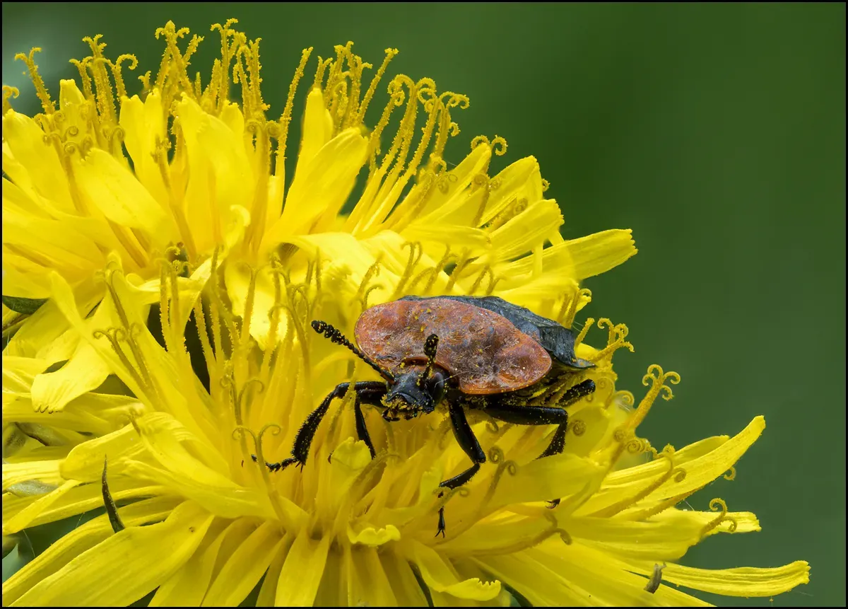 Other Insects Or Creatures 38