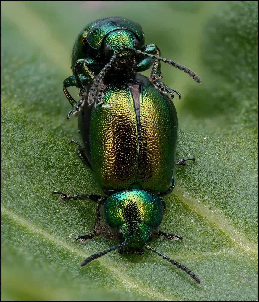 Other Insects Or Creatures 41