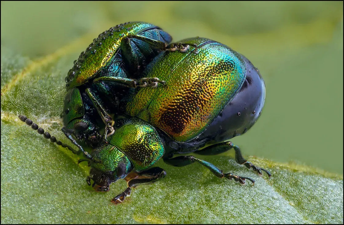 Other Insects Or Creatures 42