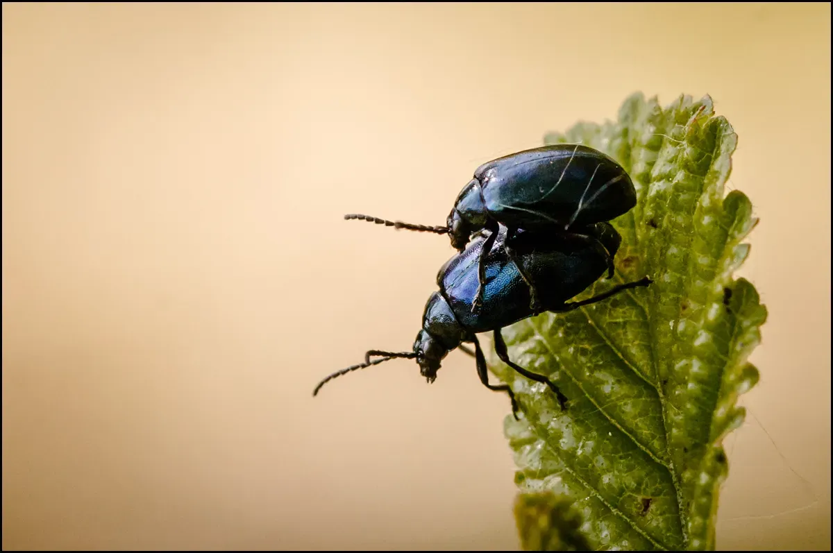 Other Insects Or Creatures 43