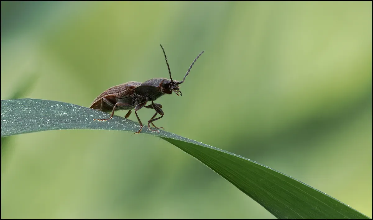 Other Insects Or Creatures 46