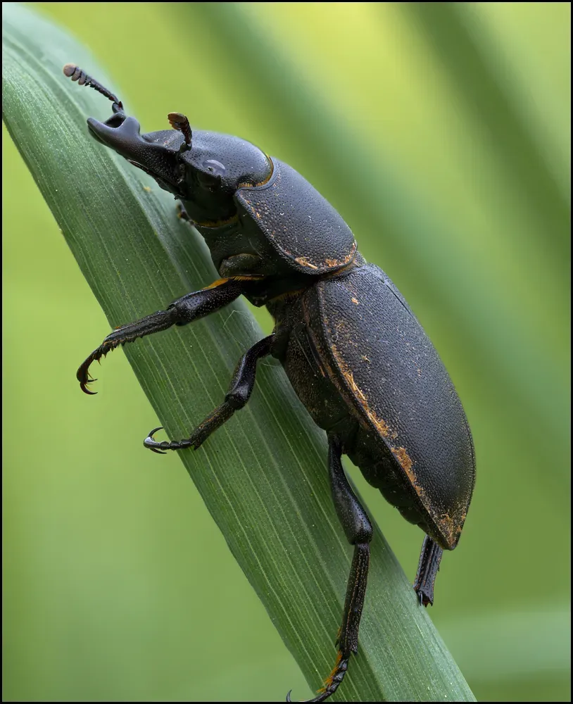 Other Insects Or Creatures 49