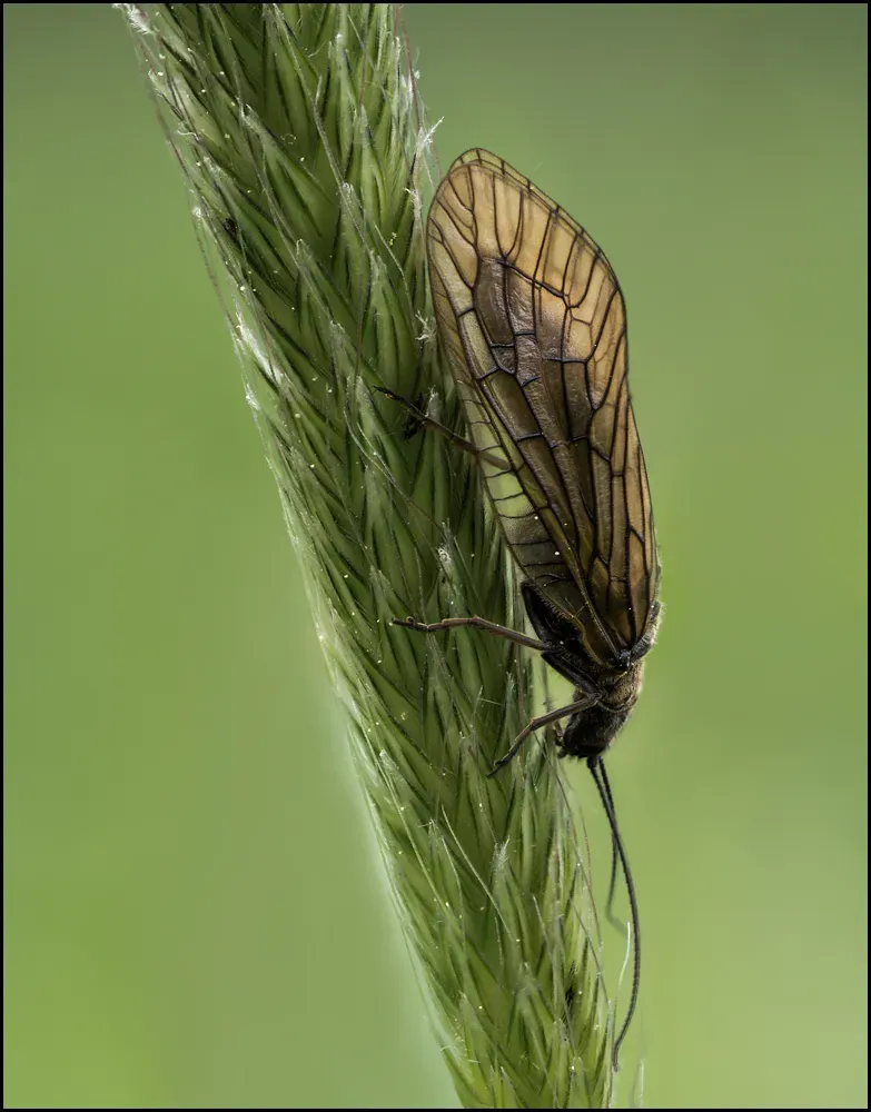 Other Insects Or Creatures 52