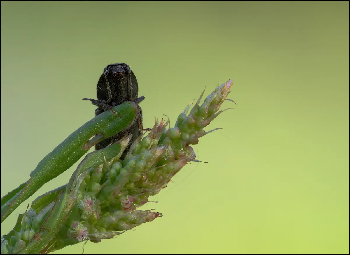 Other Insects Or Creatures 53