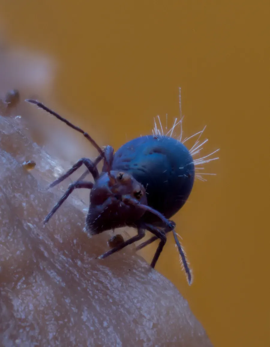 Other Insects Or Creatures 56