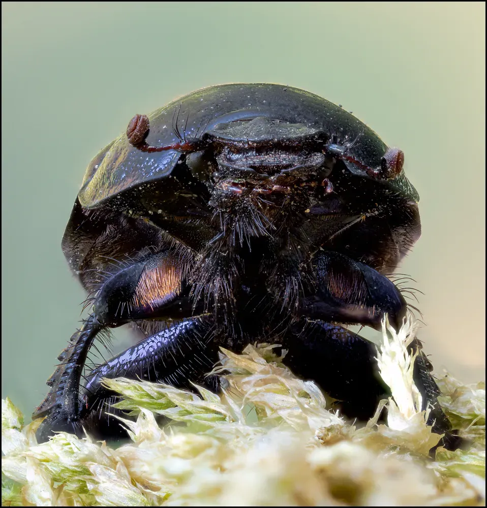Other Insects Or Creatures 58