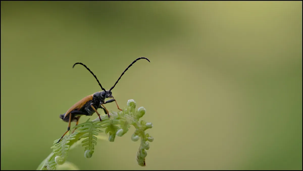 Other Insects Or Creatures 60