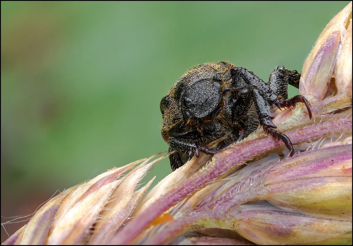Other Insects Or Creatures 61