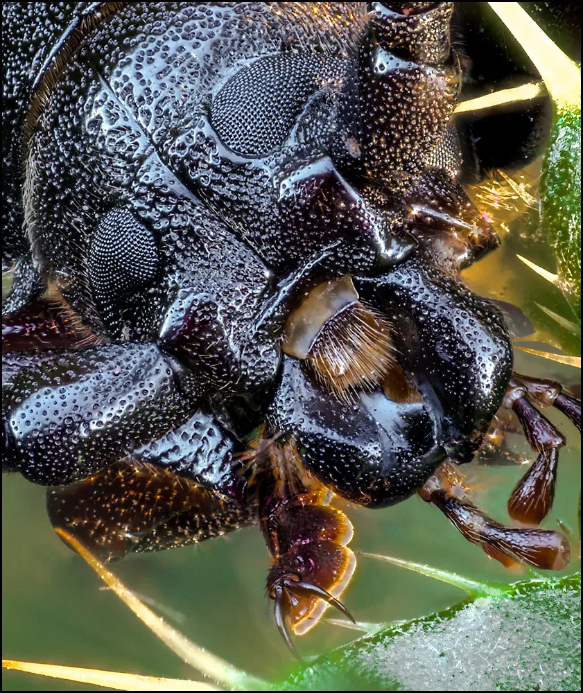Other Insects Or Creatures 64
